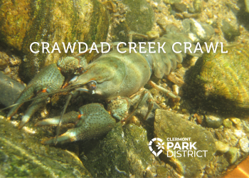 crawdad in the creek